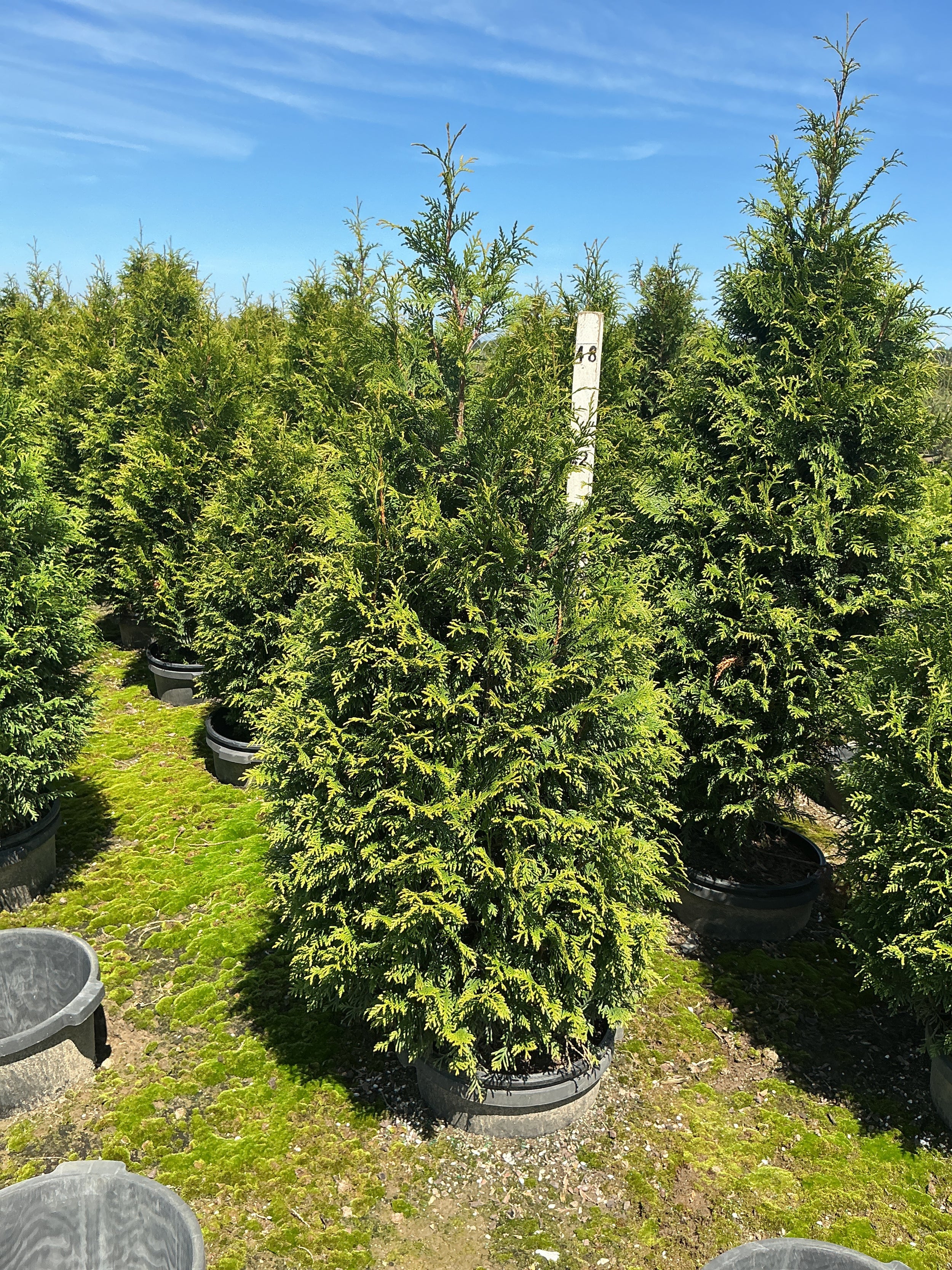 Thuja plicata 'Northern Spire'
