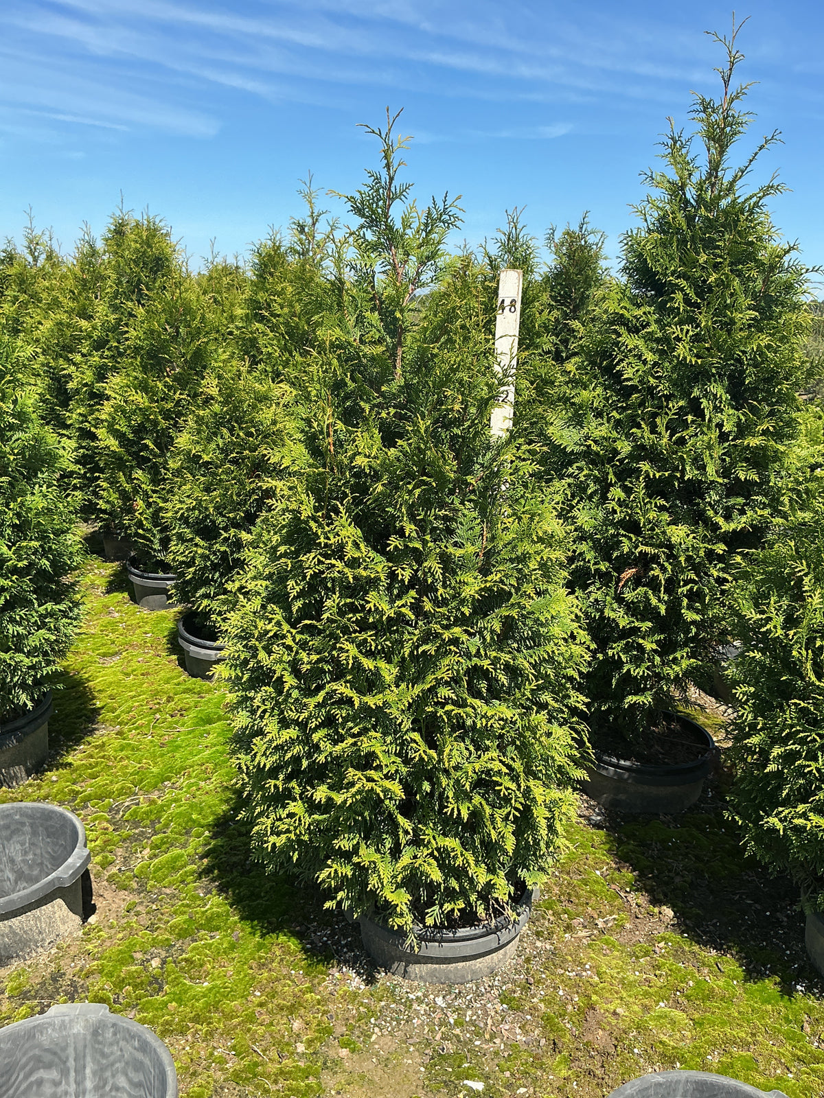 Thuja plicata 'Northern Spire'