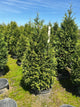 Thuja plicata 'Northern Spire'