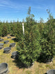 Thuja occidentalis 'American Pillar'