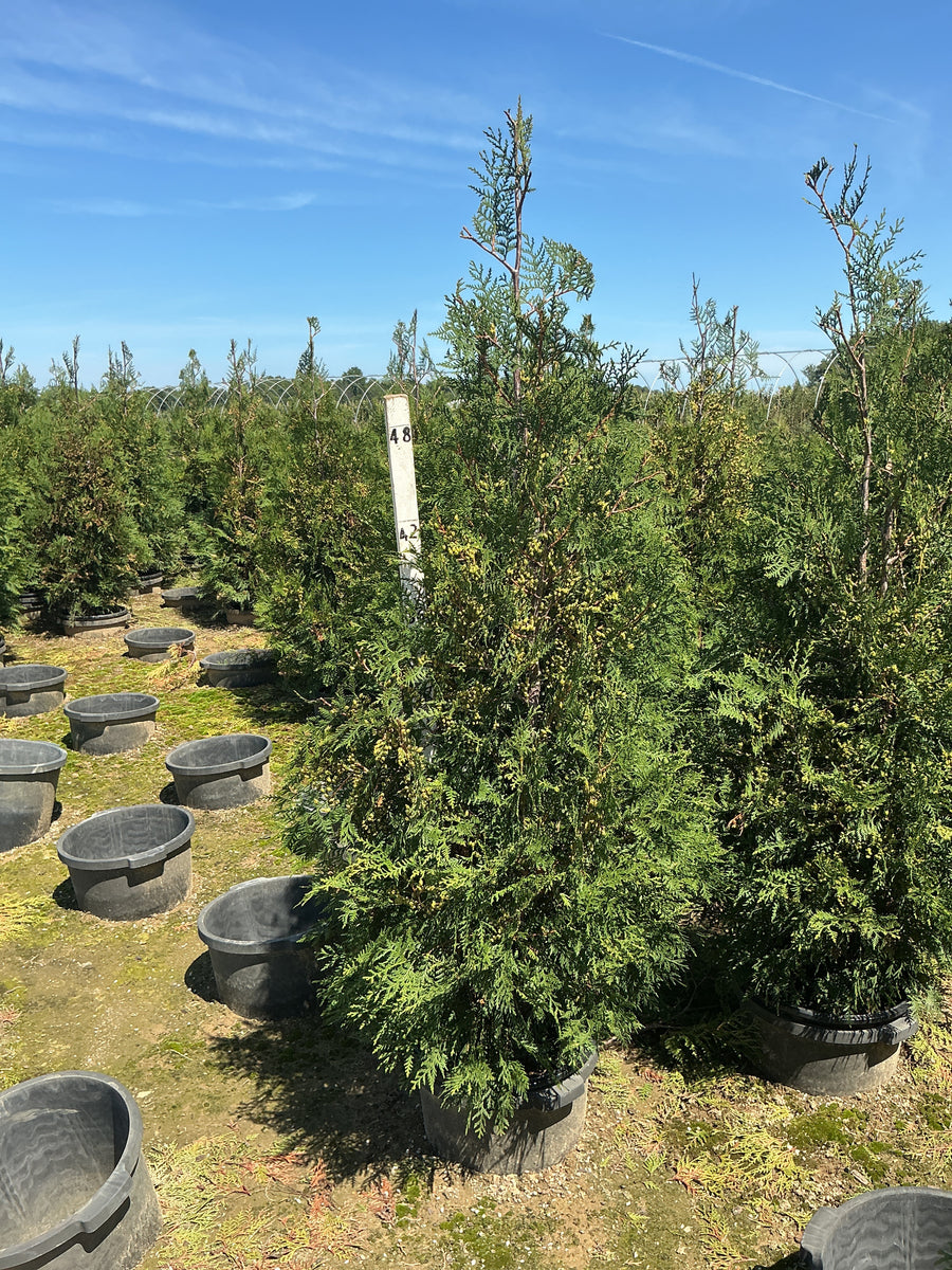 Thuja occidentalis 'American Pillar'
