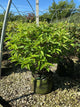 Hydrangea 'P Love-A-Lot Pink Rp10'