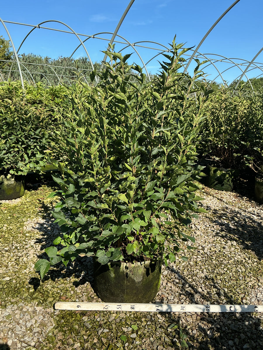 Syringa patula 'Miss Kim'