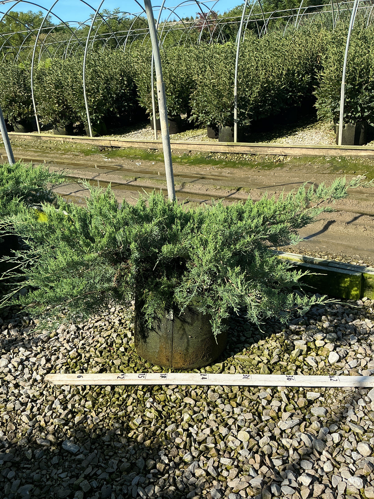 Juniperus virginiana 'Grey Owl'