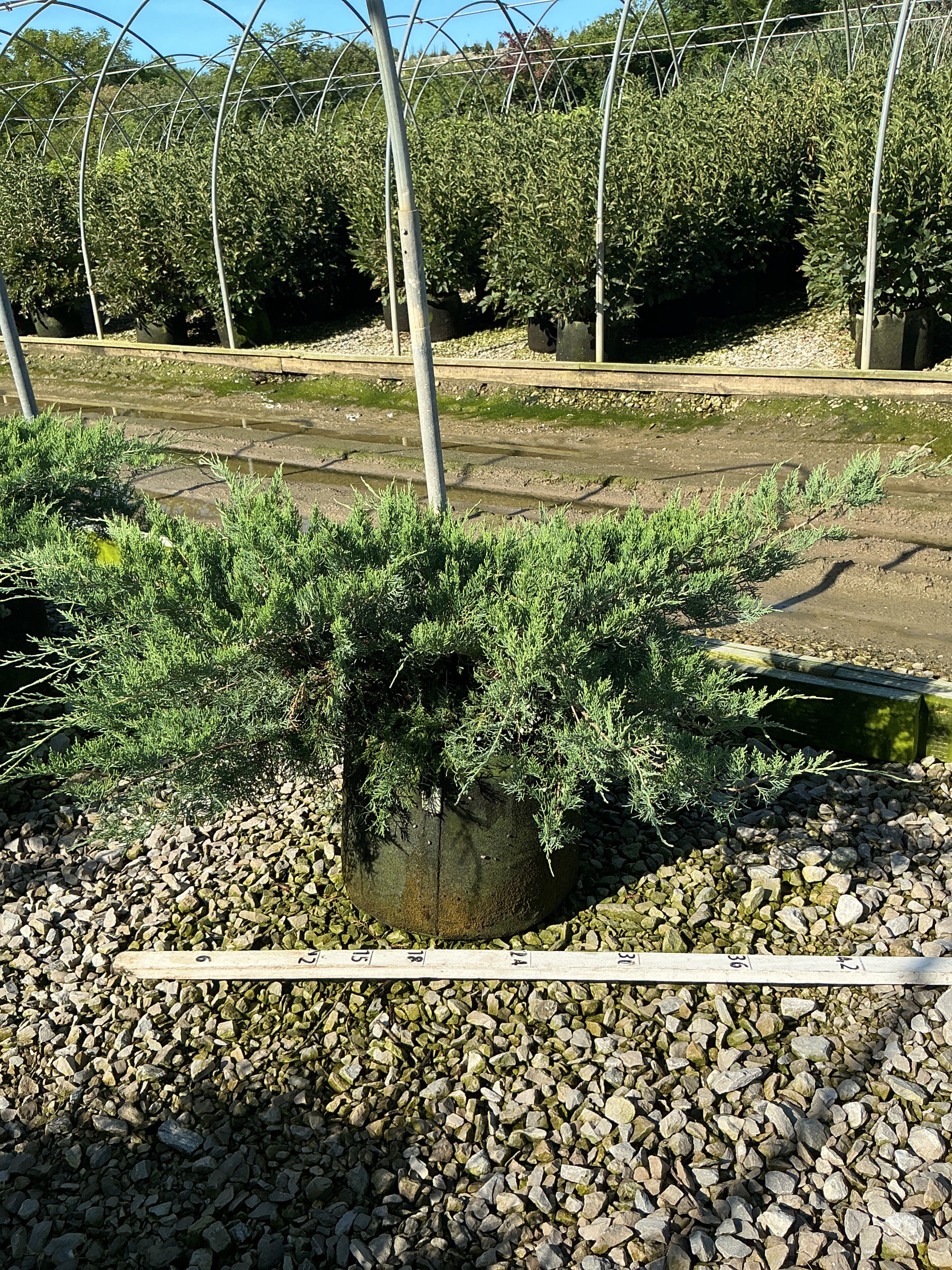 Juniperus virginiana 'Grey Owl'