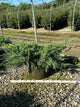 Juniperus virginiana 'Grey Owl'