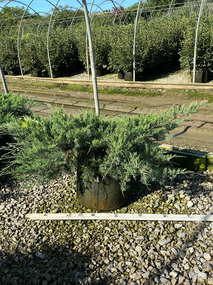 Juniperus virginiana 'Grey Owl'