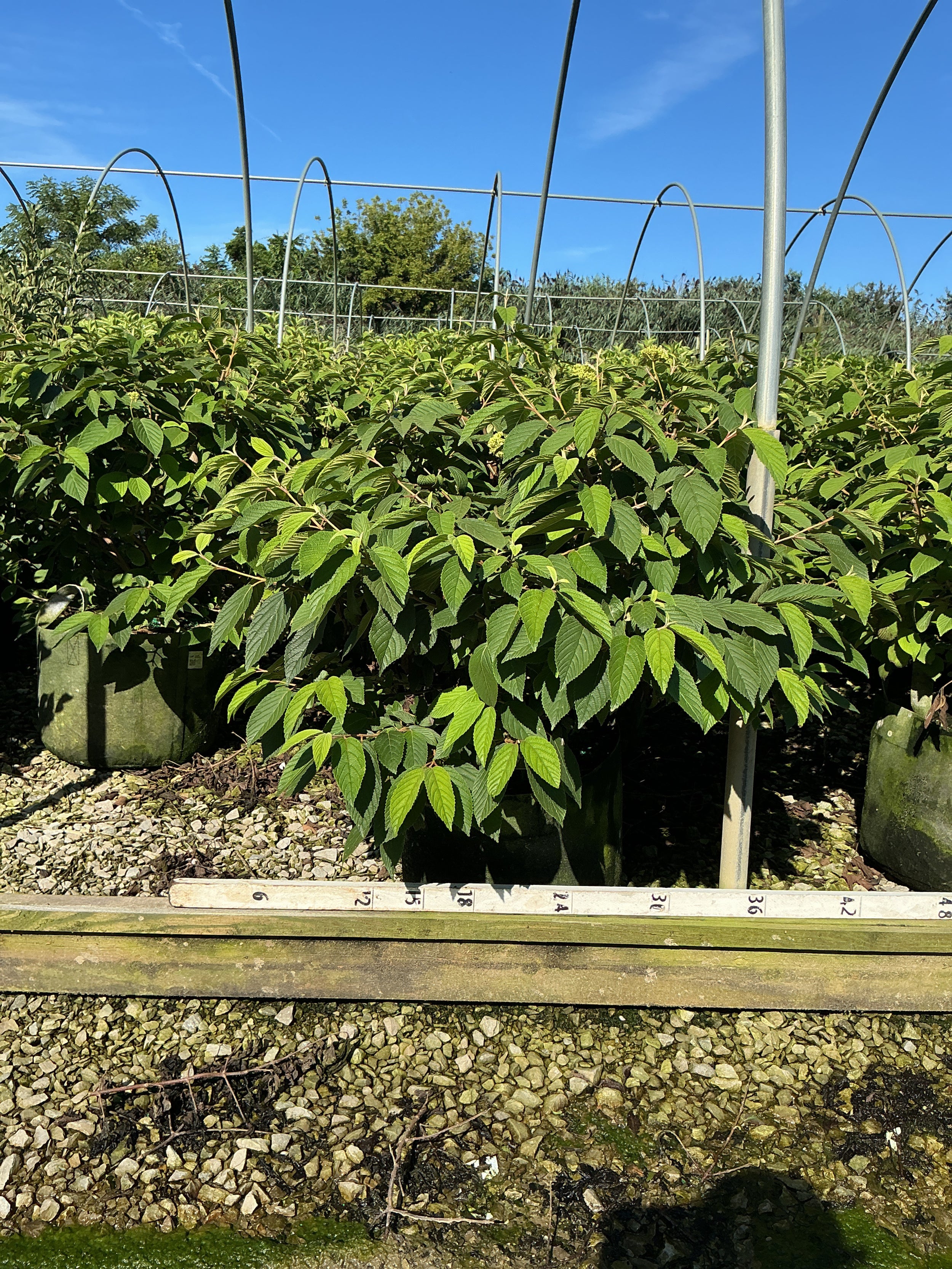 Viburnum plicatum 'Mariesii'