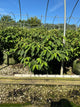 Viburnum plicatum 'Mariesii'