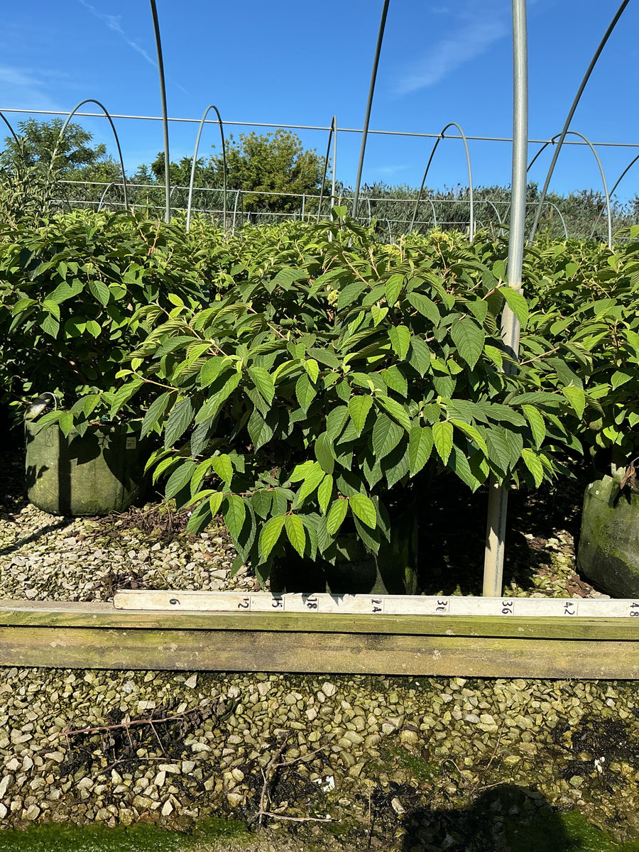 Viburnum plicatum 'Mariesii'