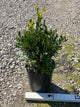 Buxus microphylla 'Green Gem'