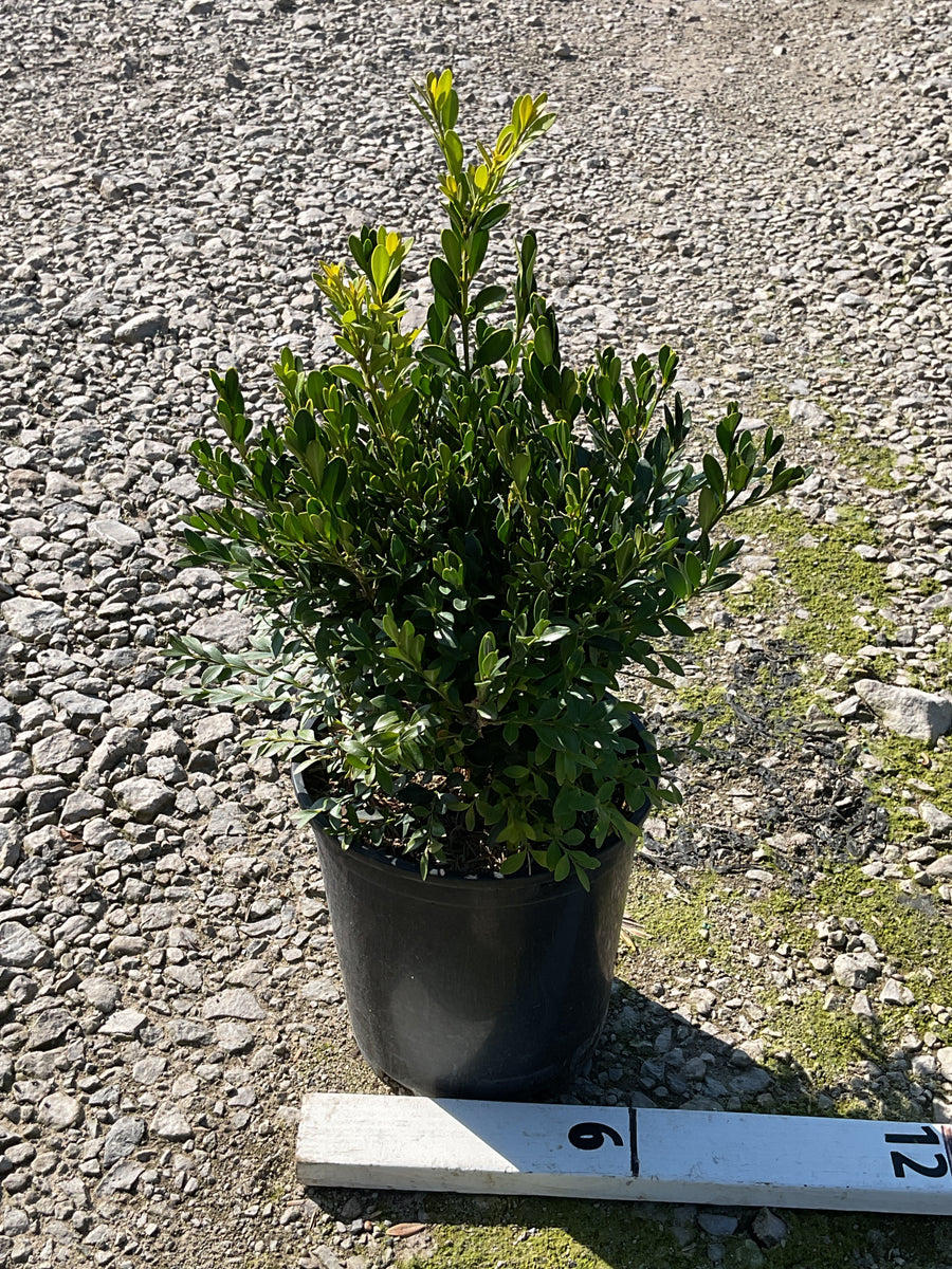 Buxus microphylla 'Green Gem'