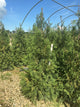 Thuja occidentalis 'Wintergreen'