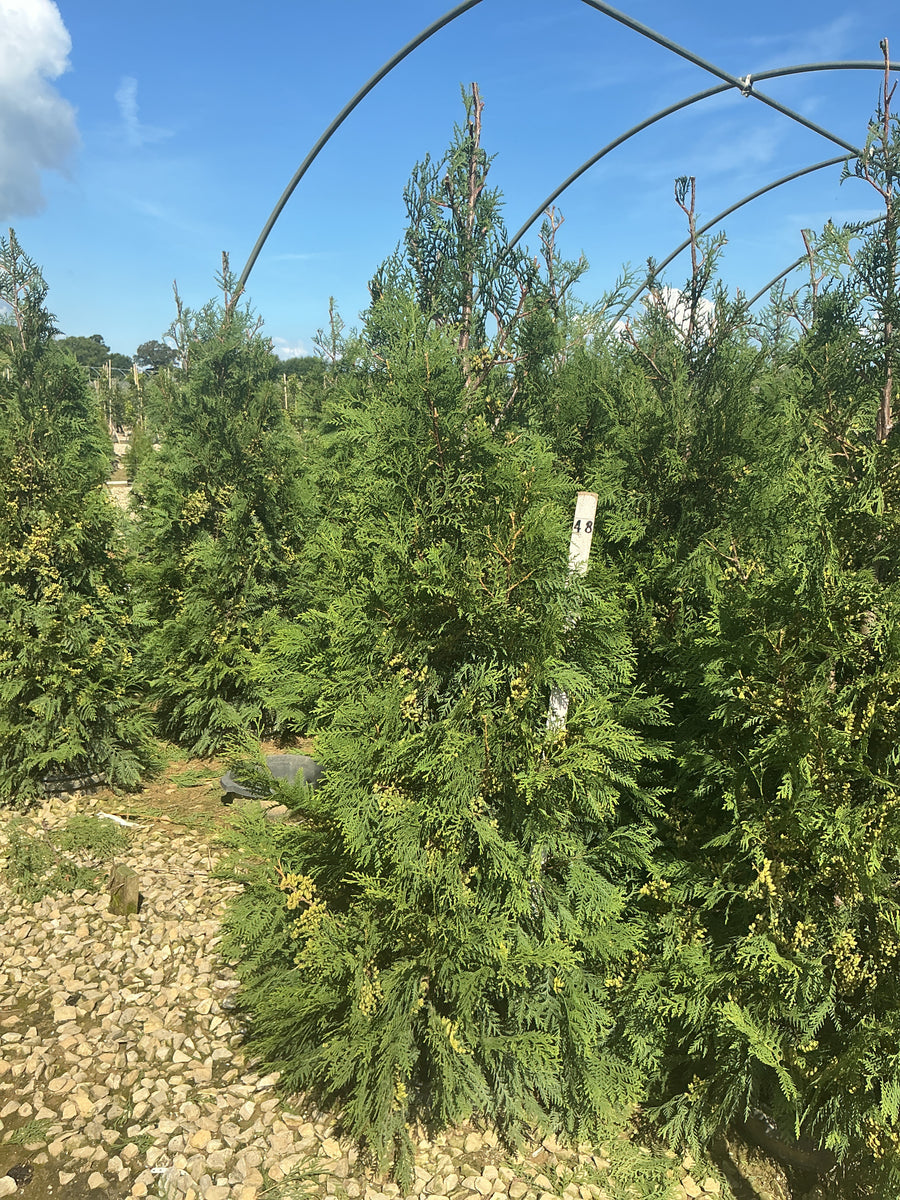 Thuja occidentalis 'Wintergreen'