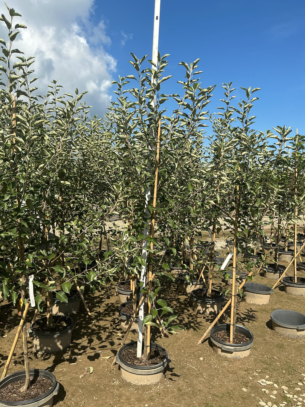 Malus 'Fruit Jonathan'
