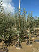 Malus 'Fruit Jonathan'