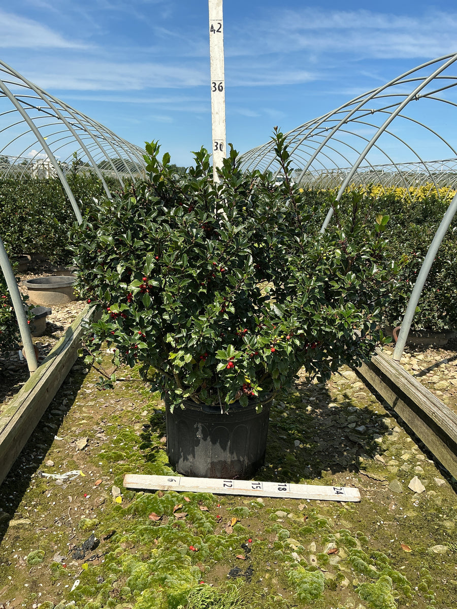Ilex x meserveae 'Royal Family'