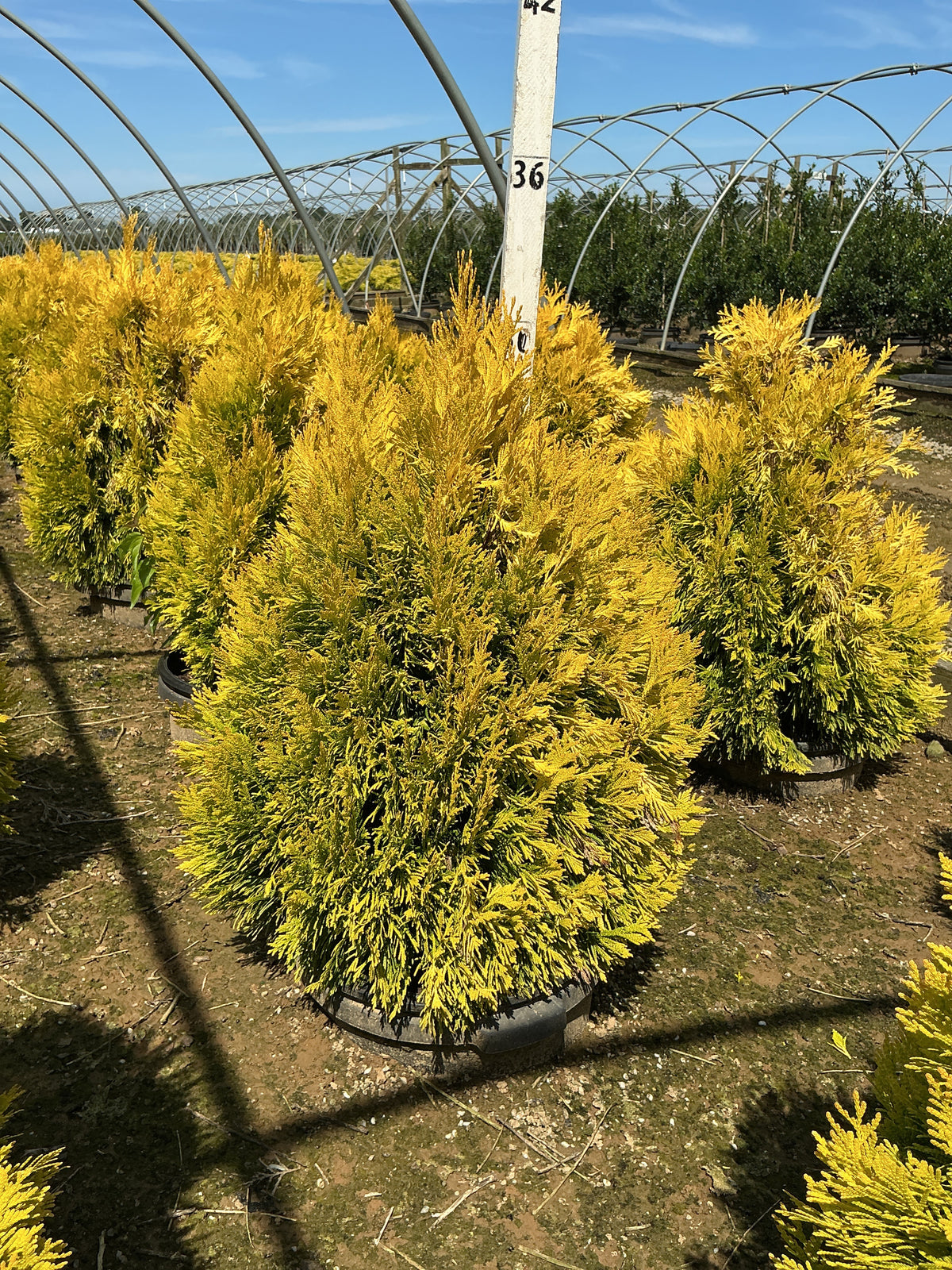 Thuja plicata '4Ever Goldy'