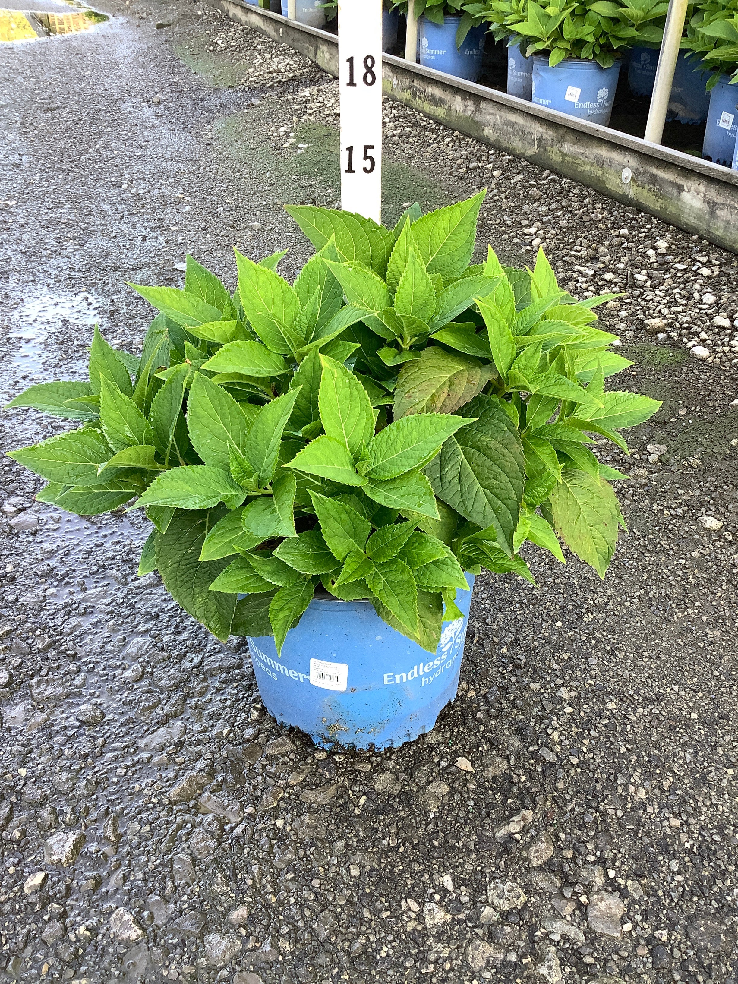 Hydrangea macrophylla 'Bailmer'