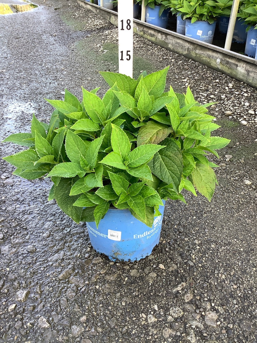 Hydrangea macrophylla 'Bailmer'
