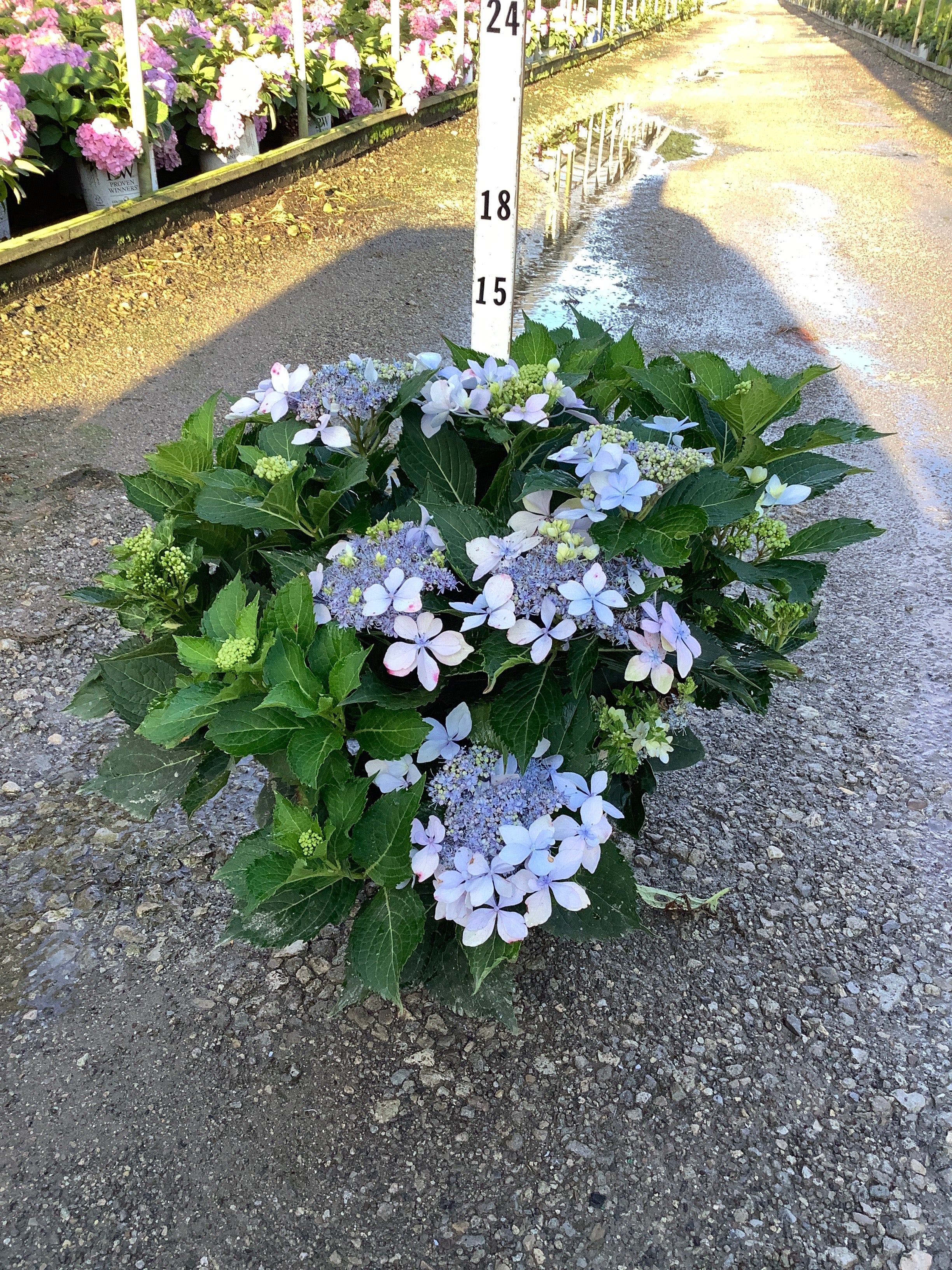Hydrangea 'S Tuff Stuff Ah-Ha'