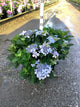 Hydrangea 'S Tuff Stuff Ah-Ha'