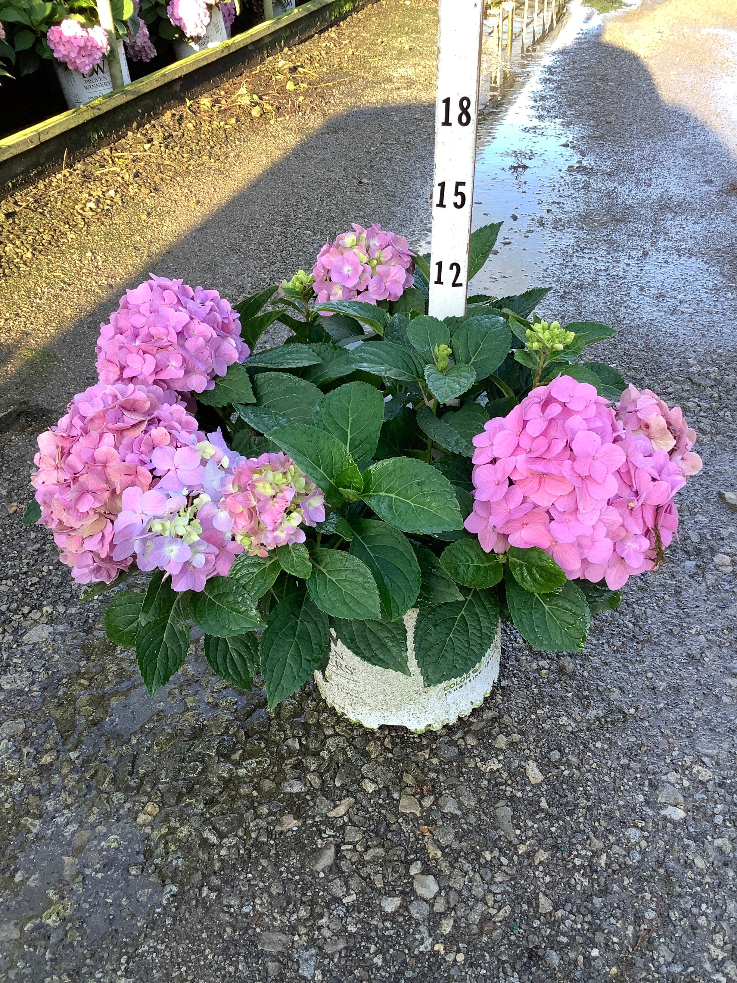 Hydrangea macrophylla 'Lets Dance Sky View'