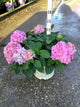 Hydrangea macrophylla 'Lets Dance Sky View'
