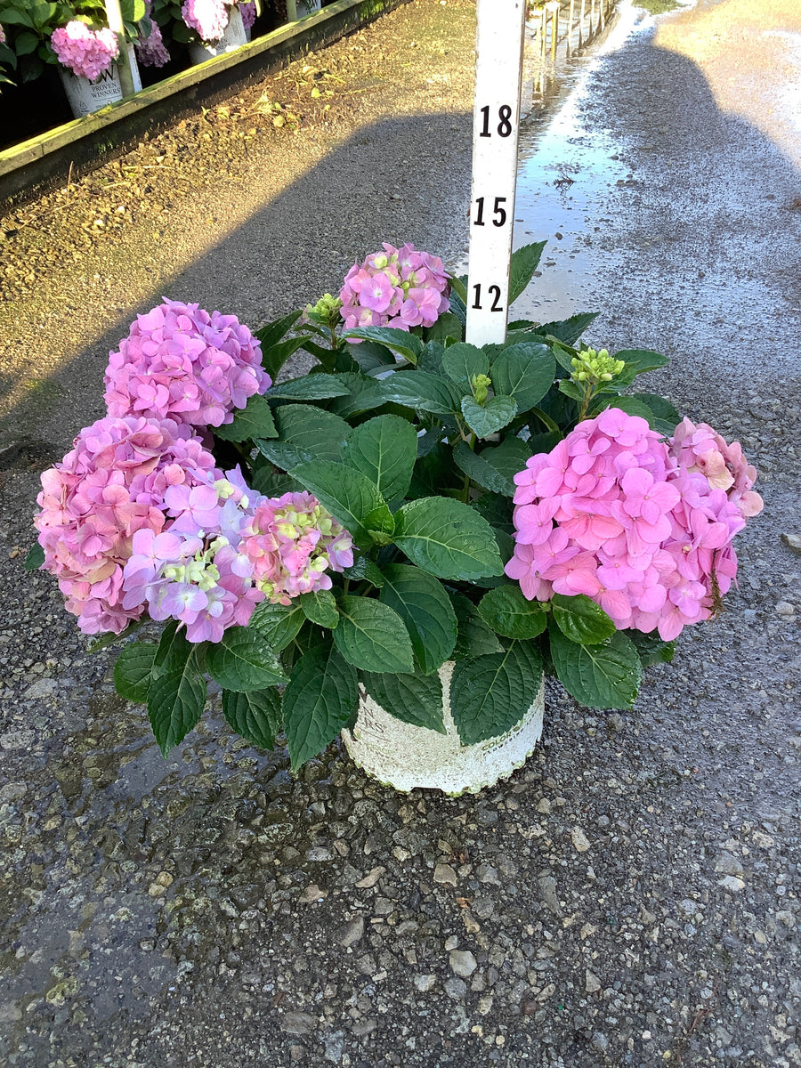 Hydrangea macrophylla 'Lets Dance Sky View'