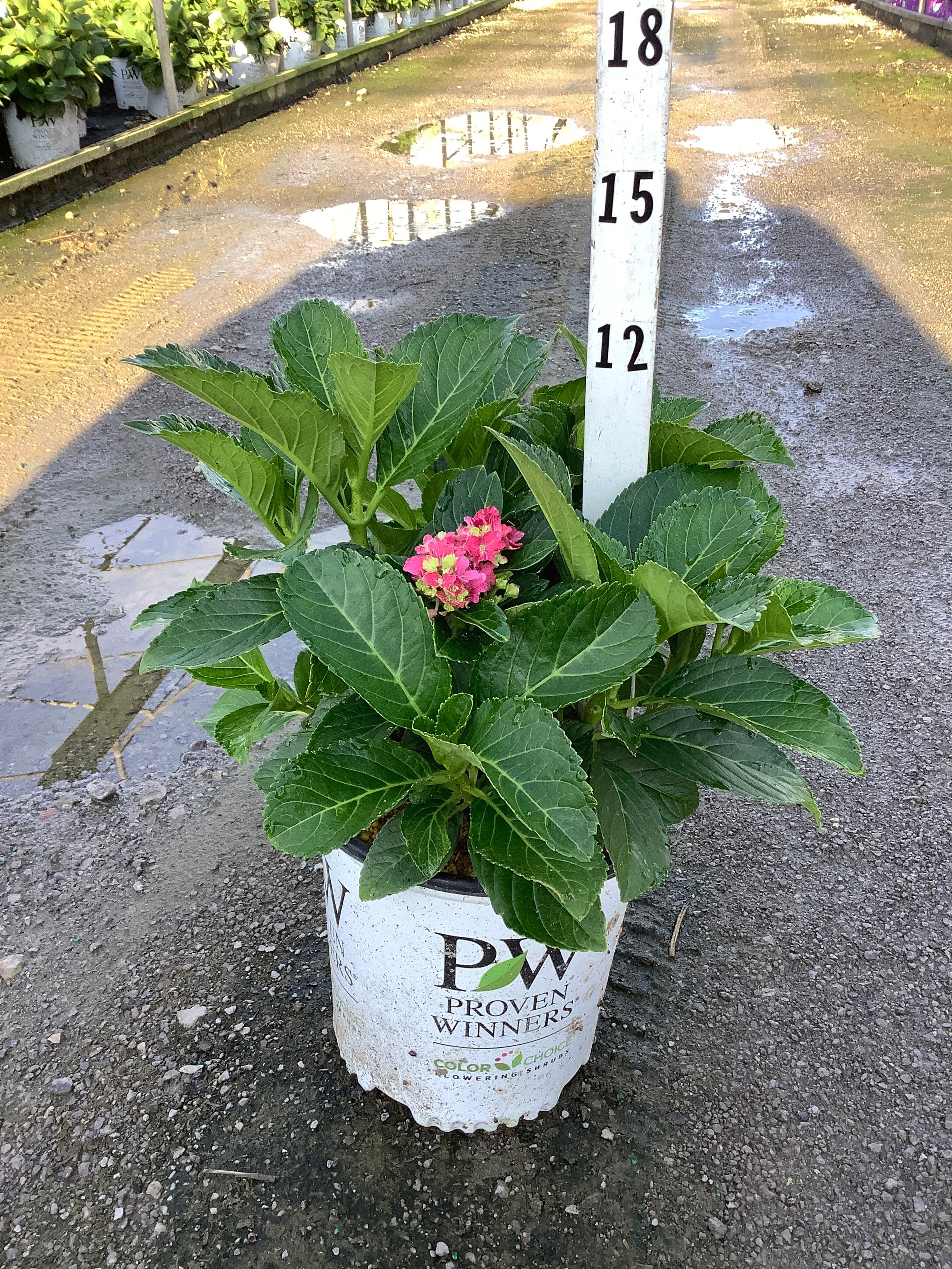 Hydrangea macrophylla 'Wee Bit Grumpy'