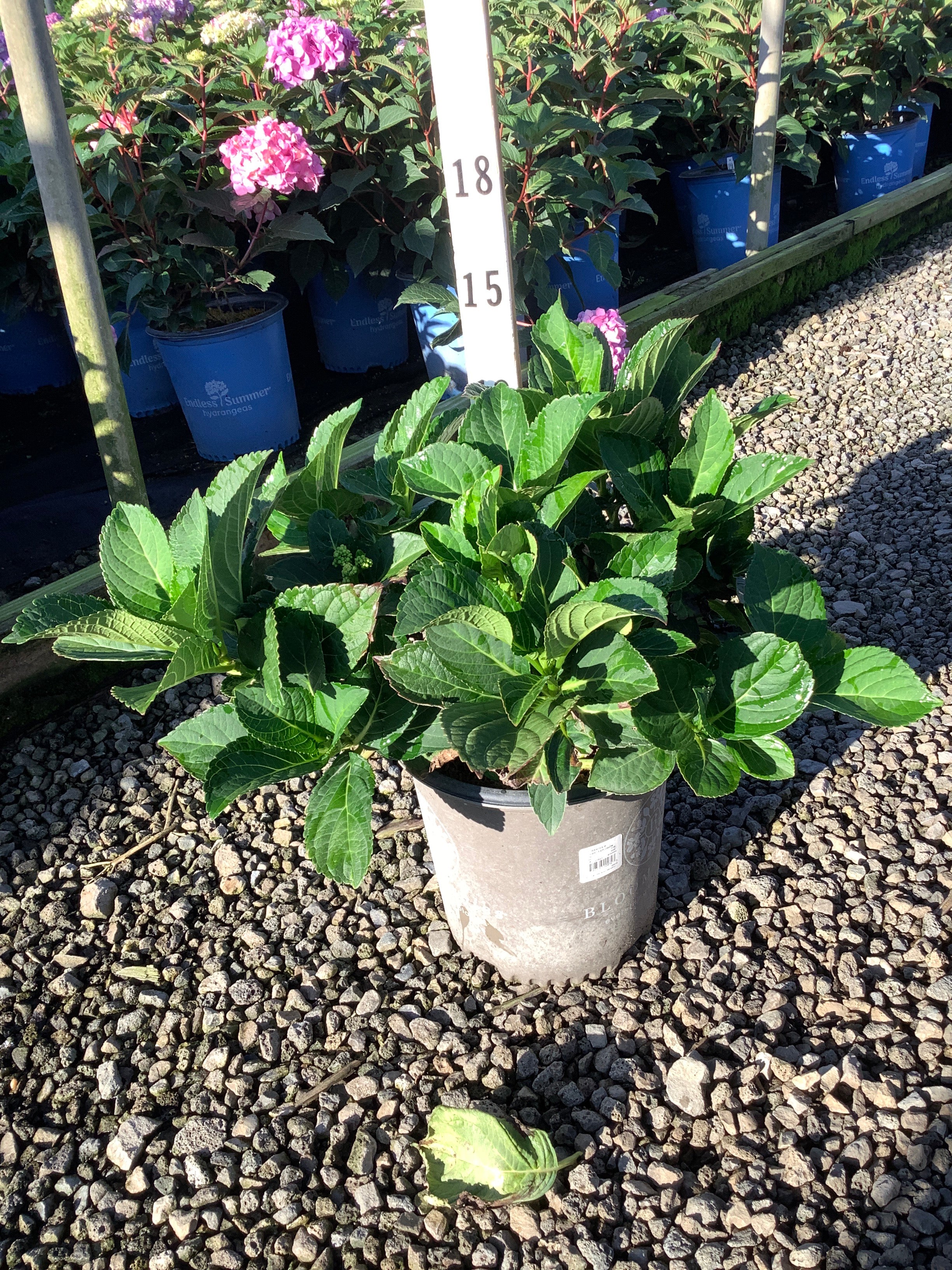 Hydrangea macrophylla 'Cherry Explosion'