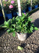 Hydrangea macrophylla 'Cherry Explosion'