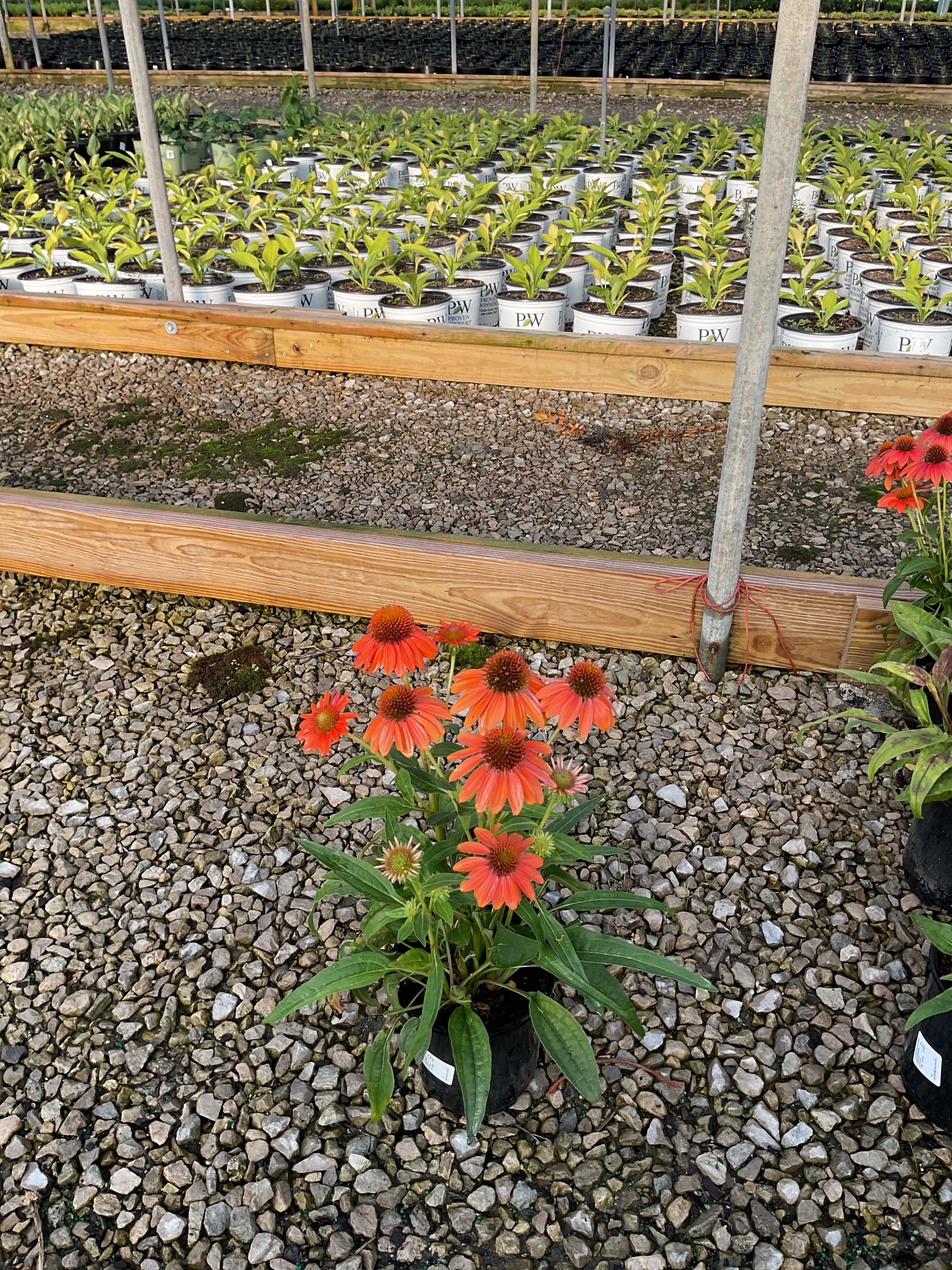 Echinacea artisan 'Soft Orange'