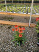 Echinacea artisan 'Soft Orange'