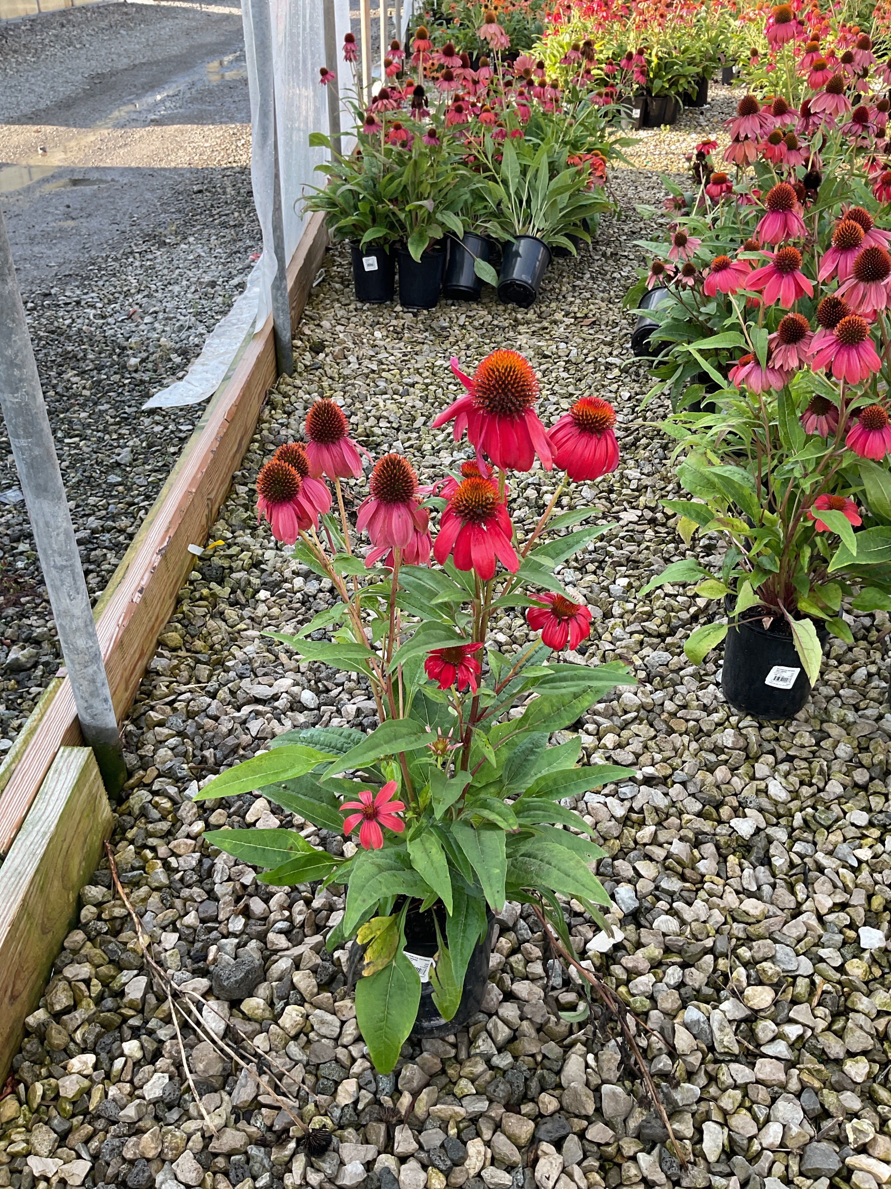 Echinacea artisan 'Red Ombre'