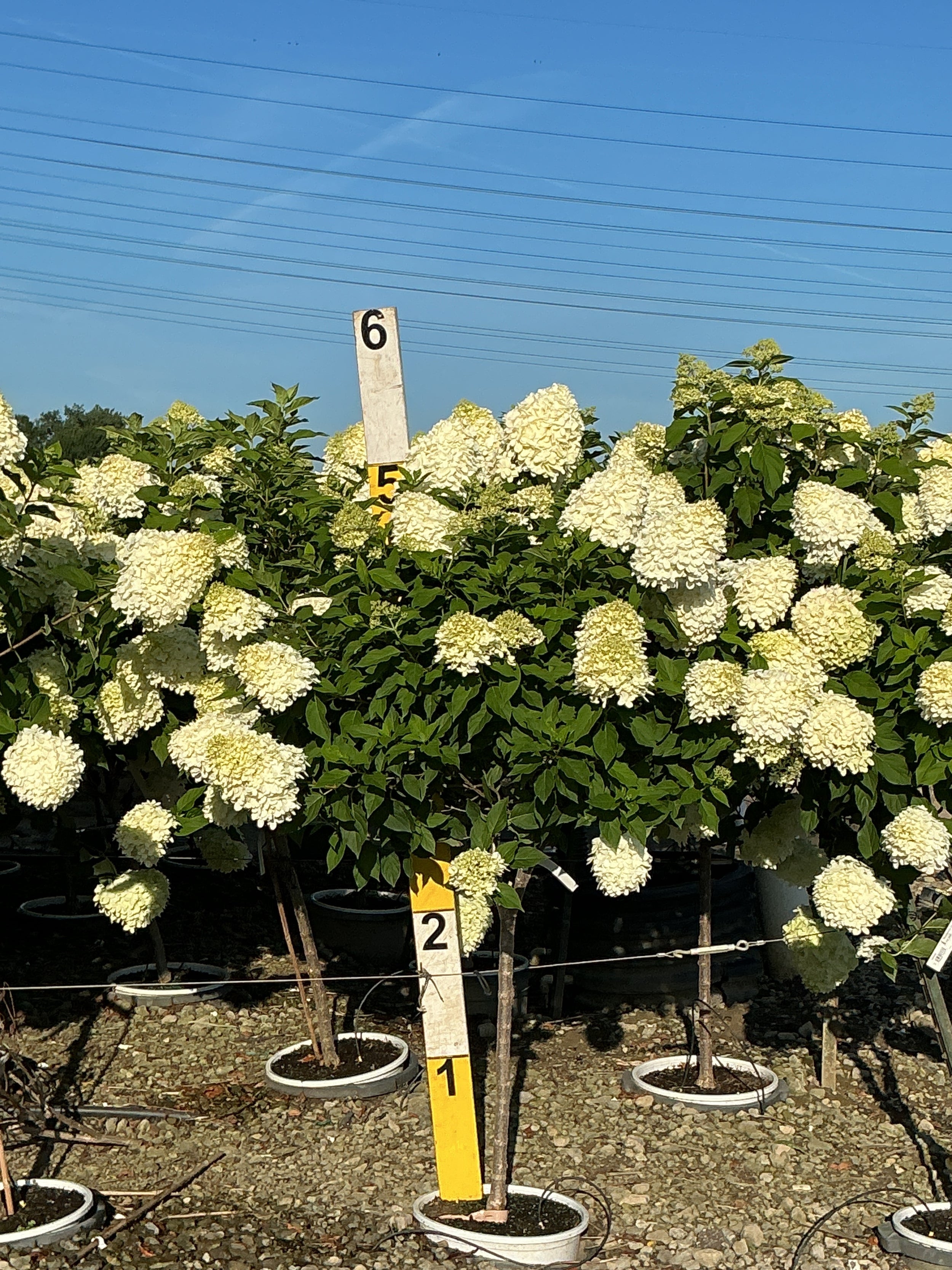 Hydrangea 'P Limelight Prime'