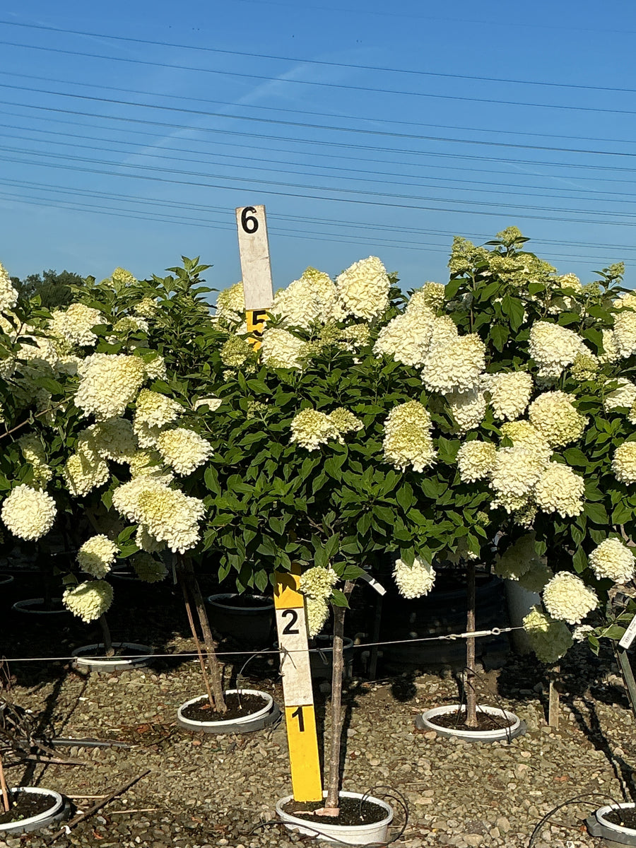 Hydrangea 'P Limelight Prime'