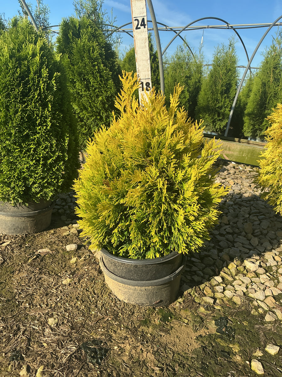 Thuja plicata '4Ever Goldy'