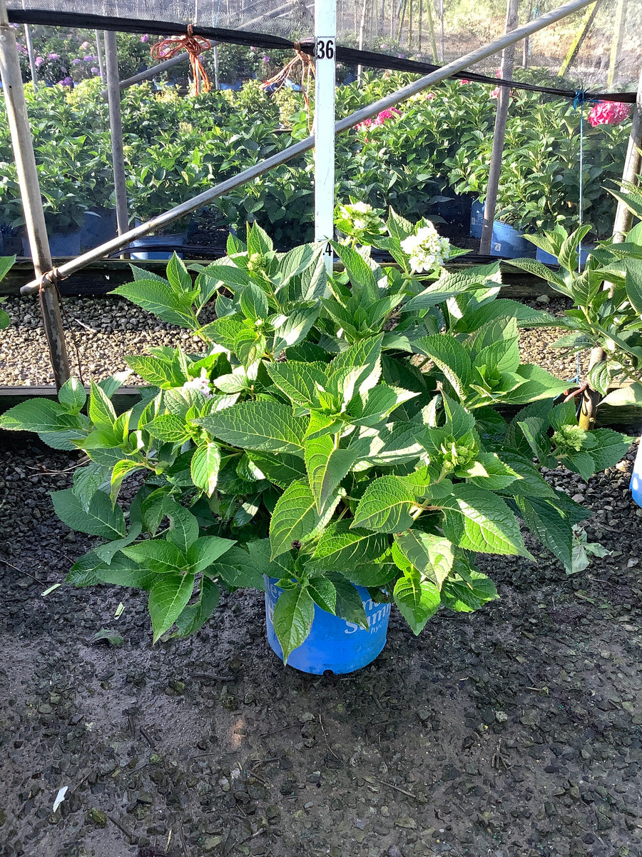 Hydrangea macrophylla 'Bailmer'