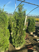 Thuja occidentalis 'Thin Man'