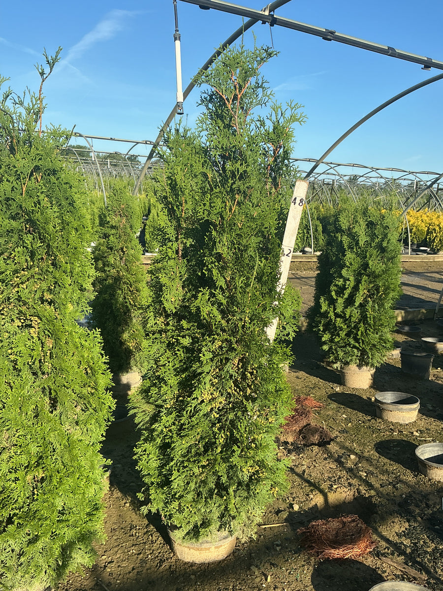 Thuja occidentalis 'Thin Man'