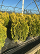 Thuja occidentalis 'Jantar'