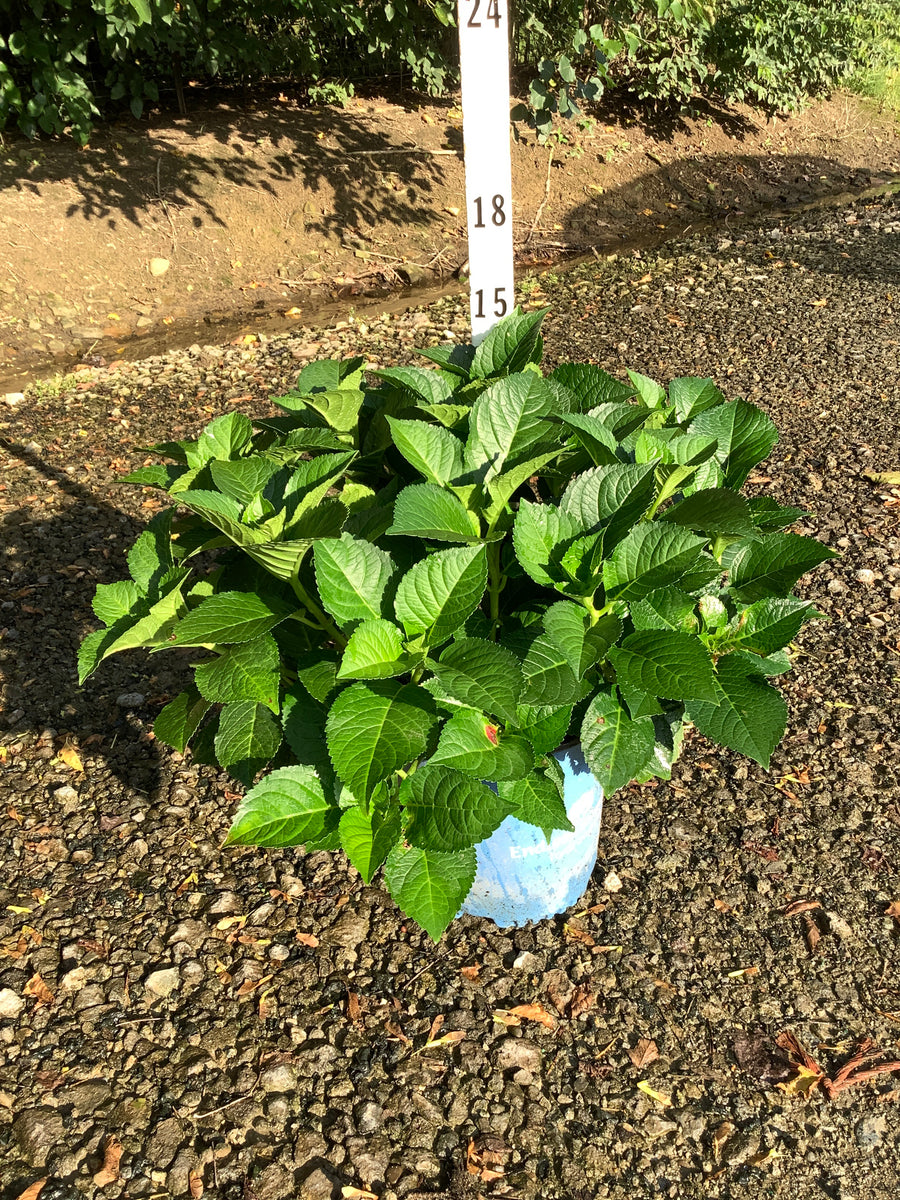 Hydrangea macrophylla 'Summer Crush'