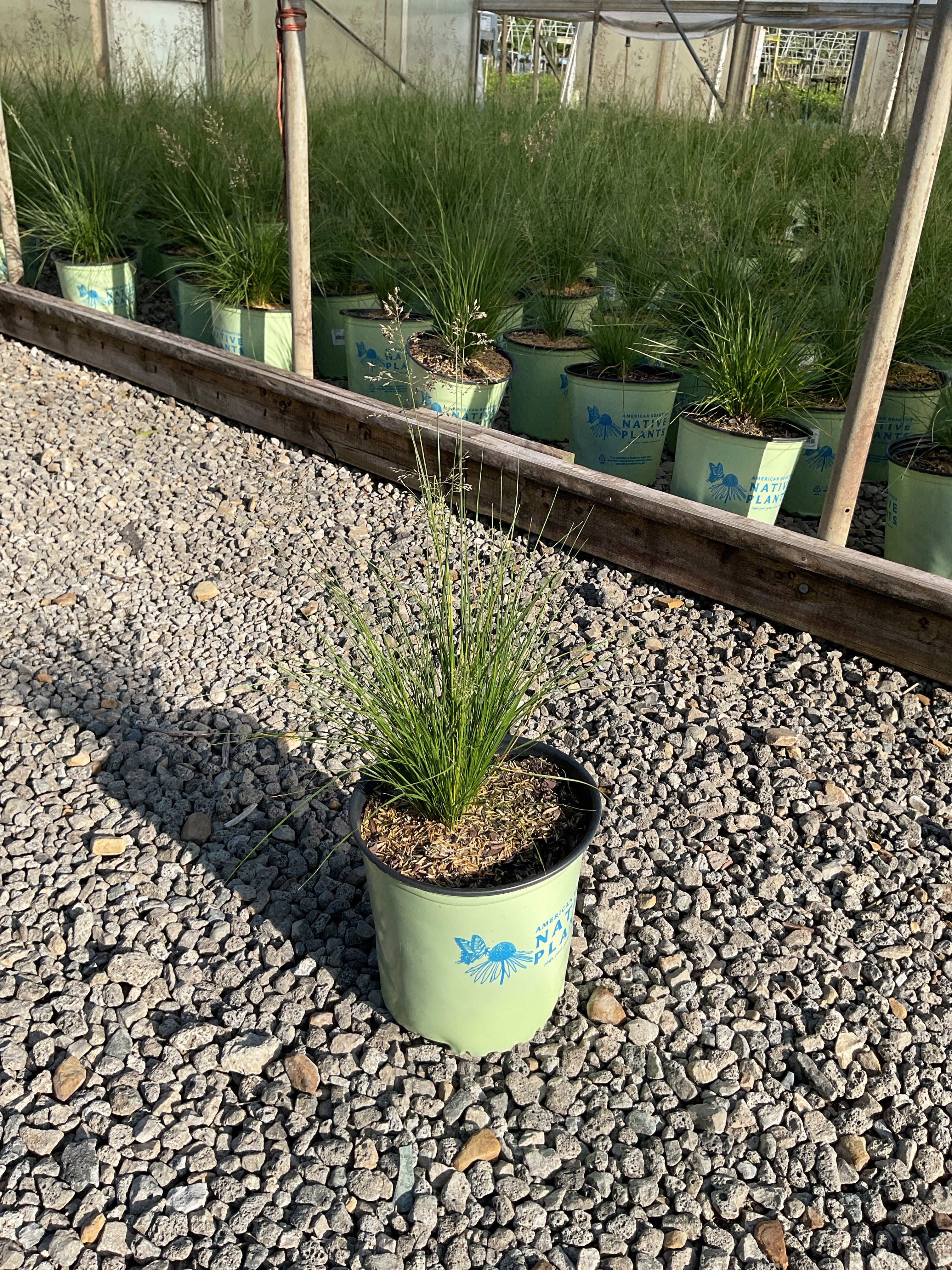 Sporobolus heterolepis 'Spor. Heterolepis'
