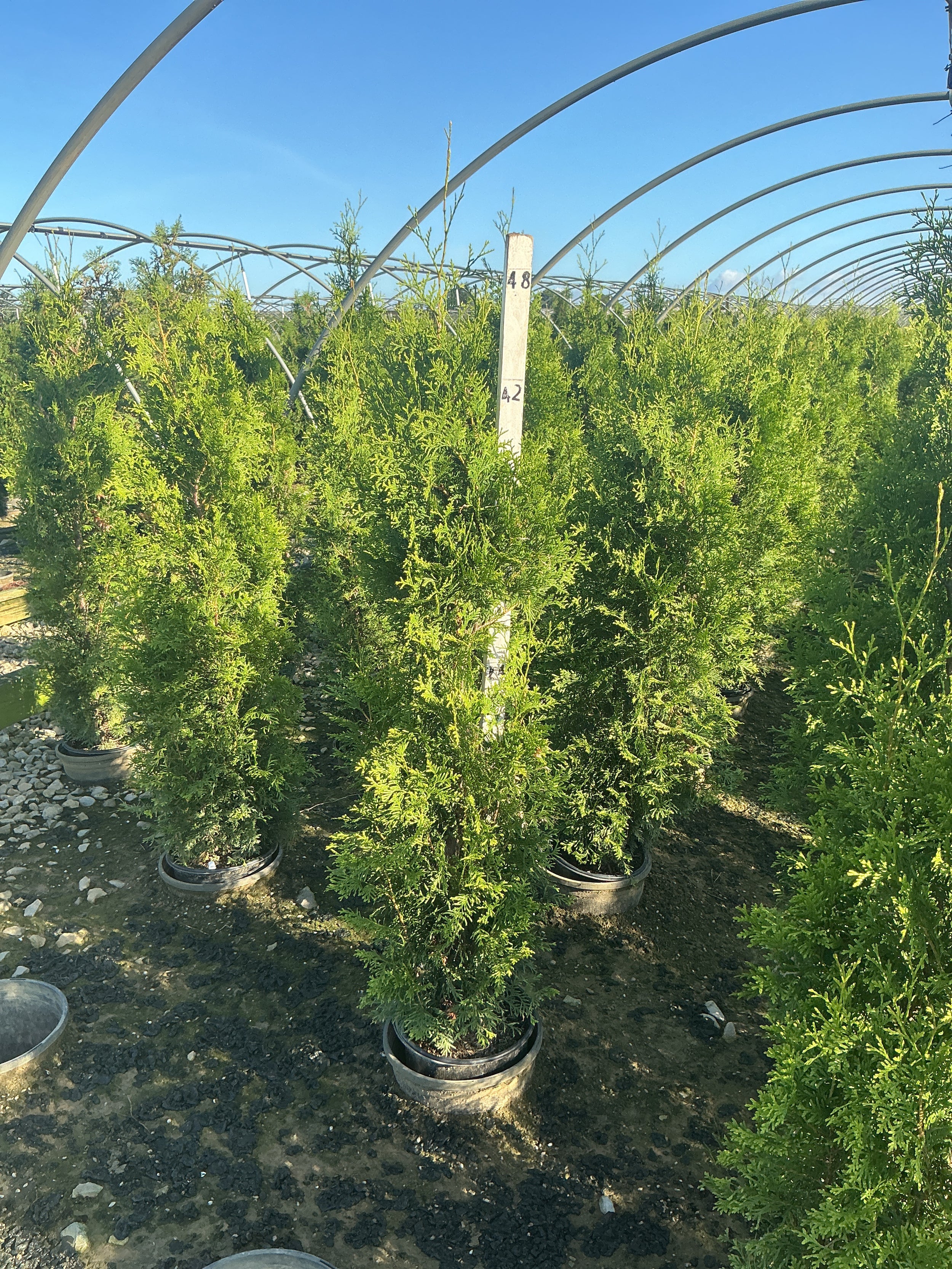 Thuja occidentalis Private Jet  'King of Brabant'