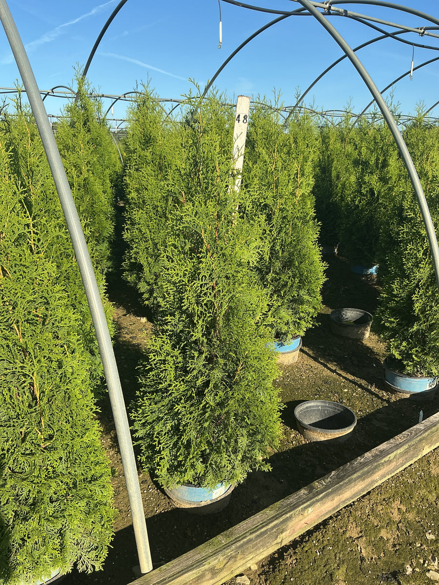 Thuja occidentalis Private Jet  'King of Brabant'