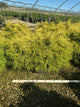 Chamaecyparis pisifera 'Mops'