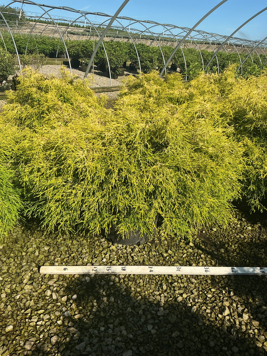 Chamaecyparis pisifera 'Mops'