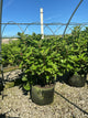 Hydrangea paniculata 'Bulk'