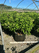 Hydrangea paniculata 'Bobo'